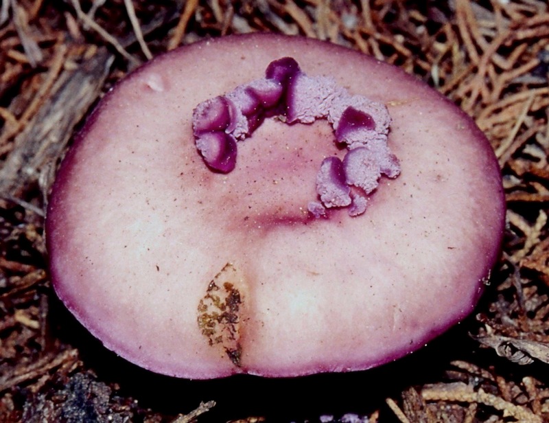 QUIZ SERIO 2- Scherzo della natura